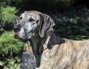 Brindle Merle Great Dane
