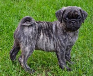 Brindle Pug Puppies