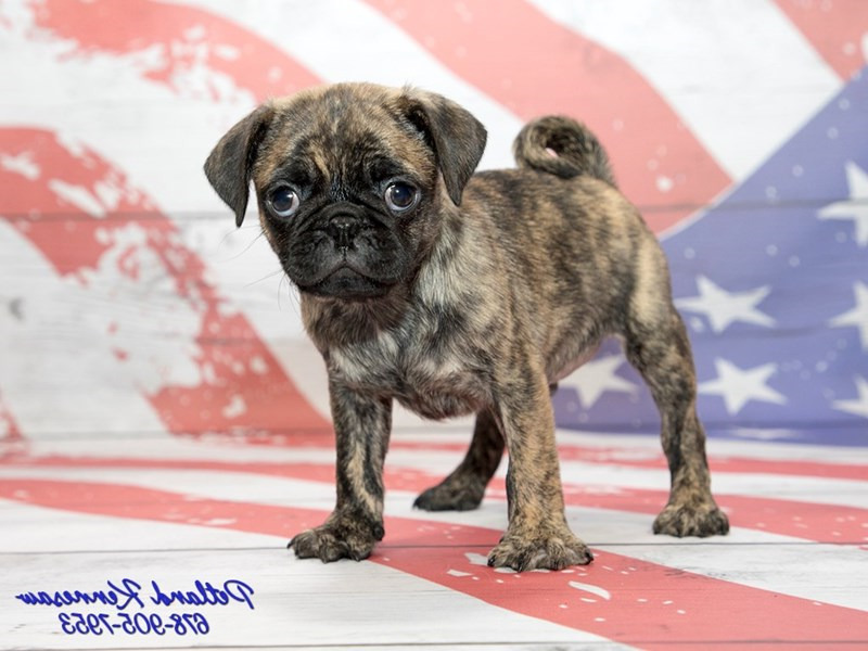 Brindle Pug Puppies For Sale