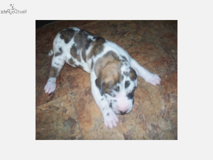 Brindlequin Great Dane Puppies For Sale