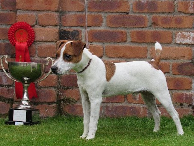 British Grit Jack Russell Terriers