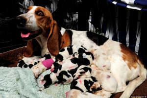 Brood Basset Hound Rescue