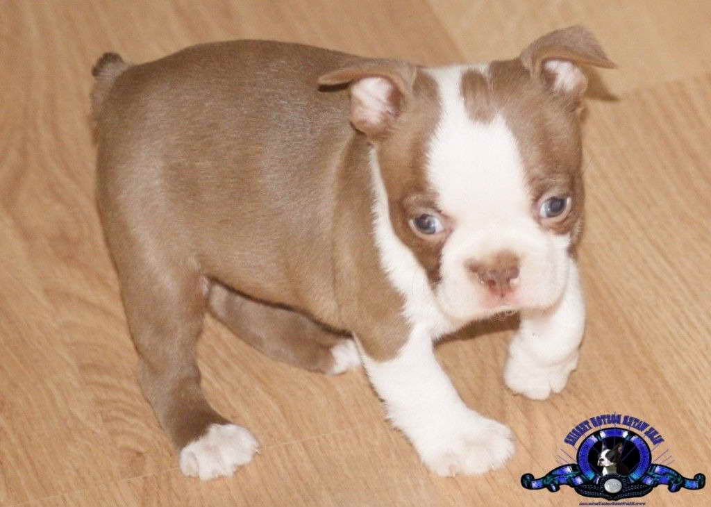 Brown And White Boston Terrier For Sale | PETSIDI