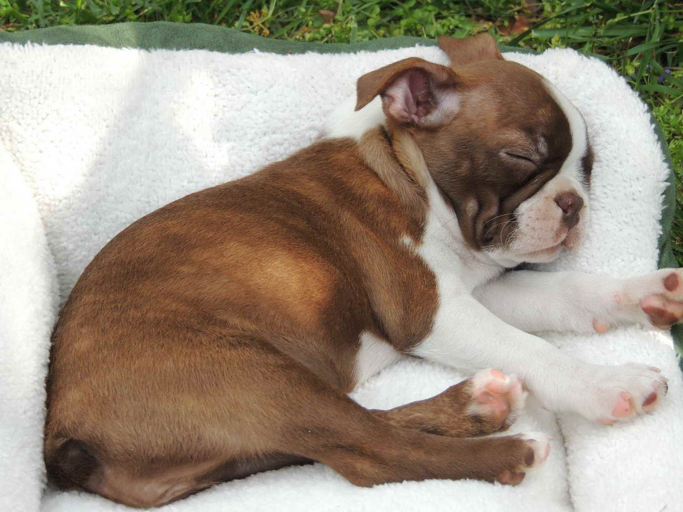 Brown Boston Terrier Puppies For Sale In Ohio