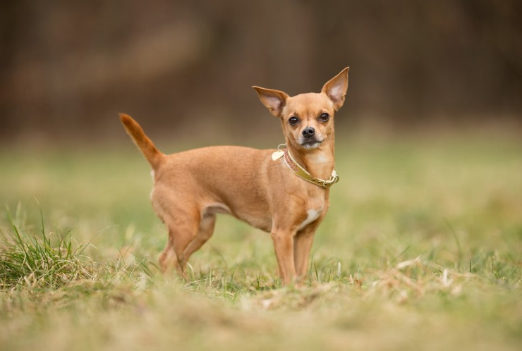 Brown Chihuahua Dog PETSIDI