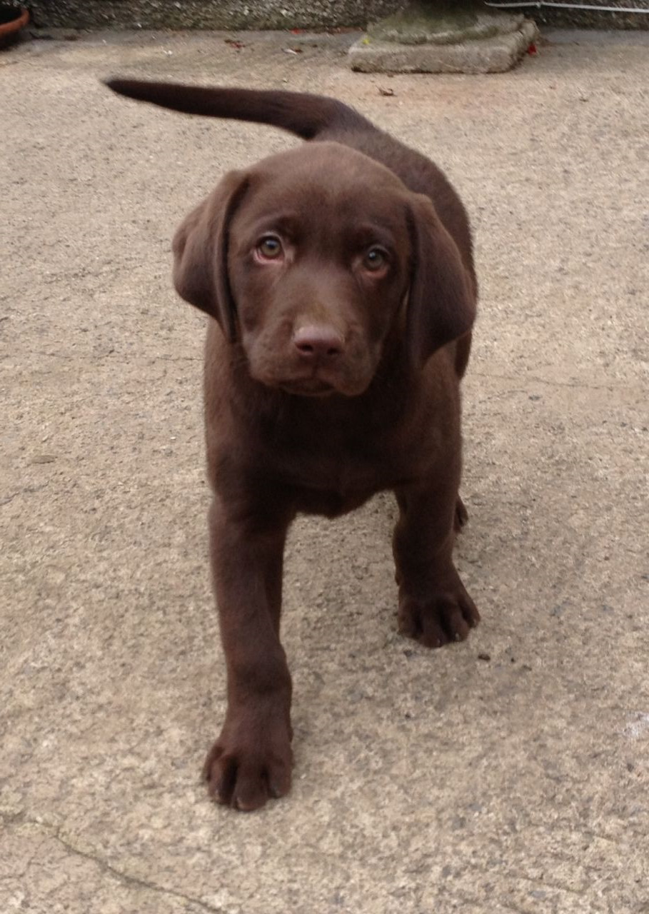 Brown Chocolate Labrador Puppies Sale