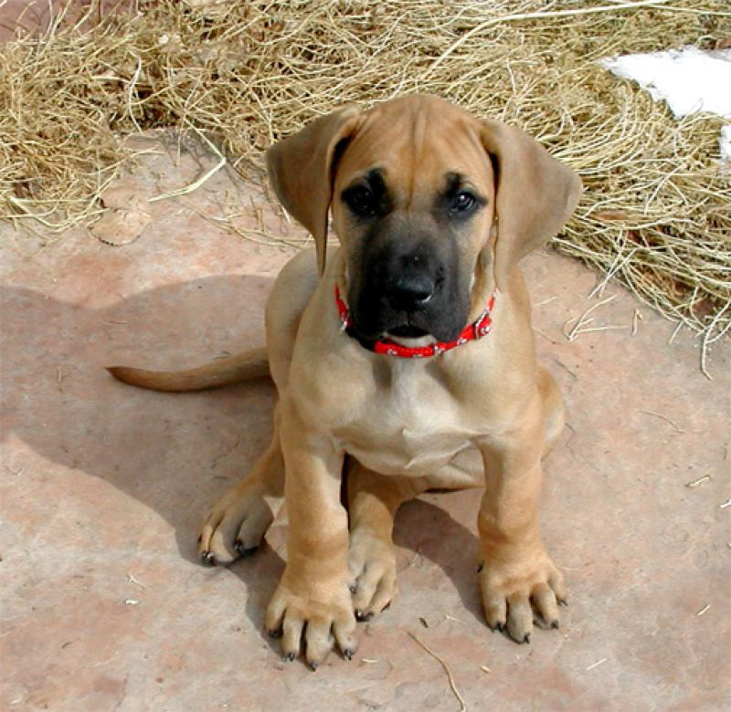 Brown Great Dane Puppies | PETSIDI