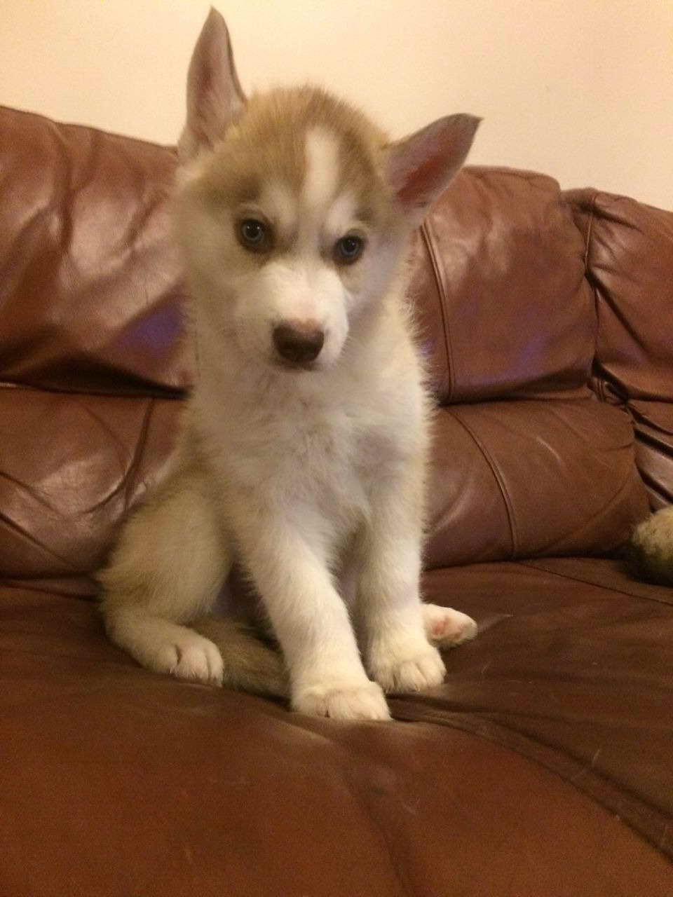 Brown Husky Puppies For Sale