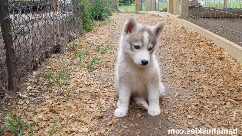 Brown Husky Puppy For Sale