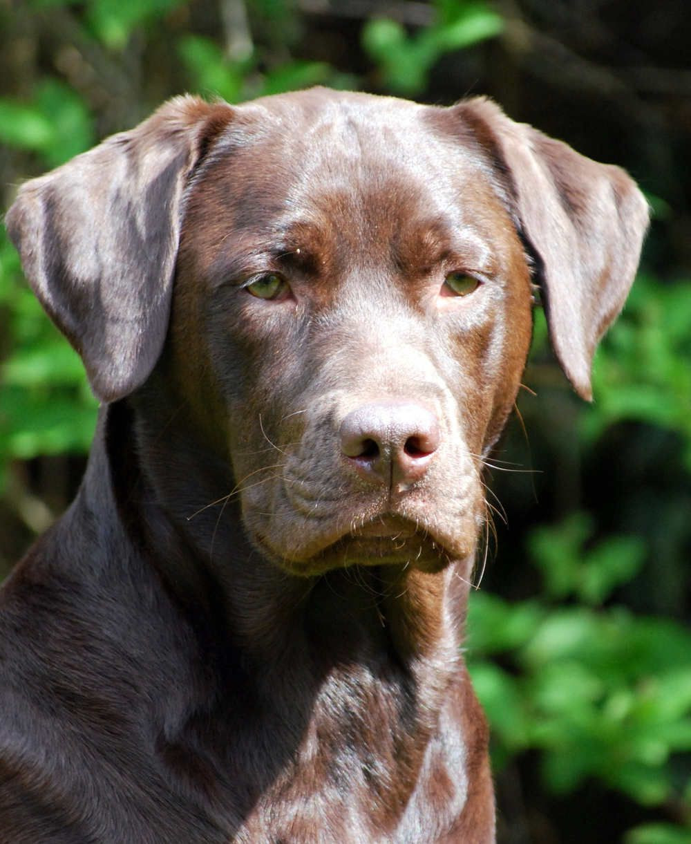 Brown Labrador