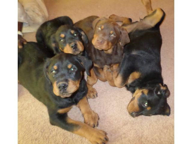 Brown Rottweiler Puppies For Sale