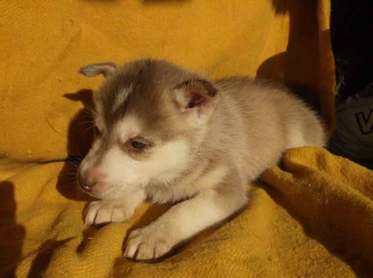 Brown Siberian Husky Puppies For Sale