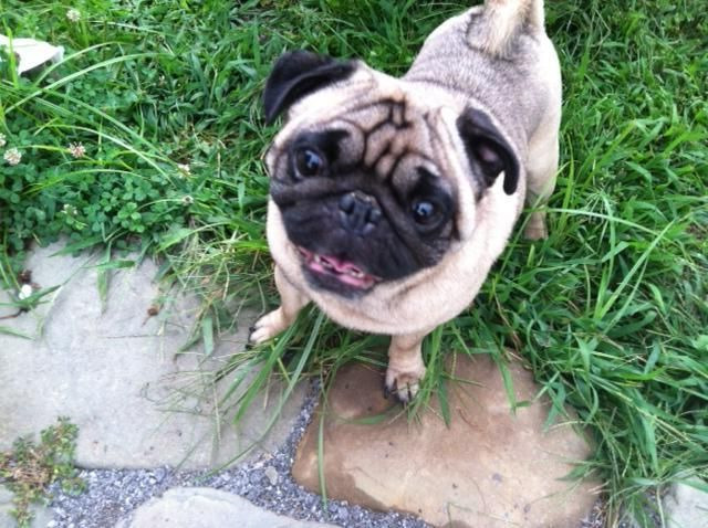 Buffalo Pug And Small Animal Rescue