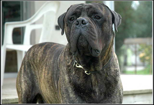 Bull Mastiff Breeders