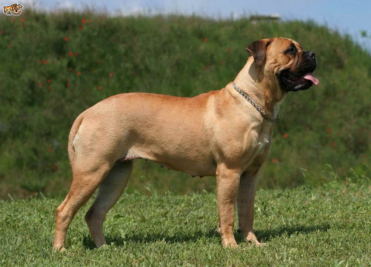 Bull Mastiff Breeds