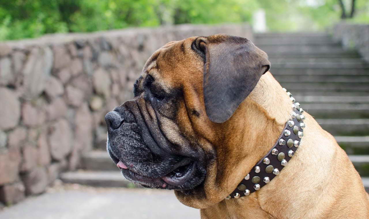 Bull Mastiff Collar