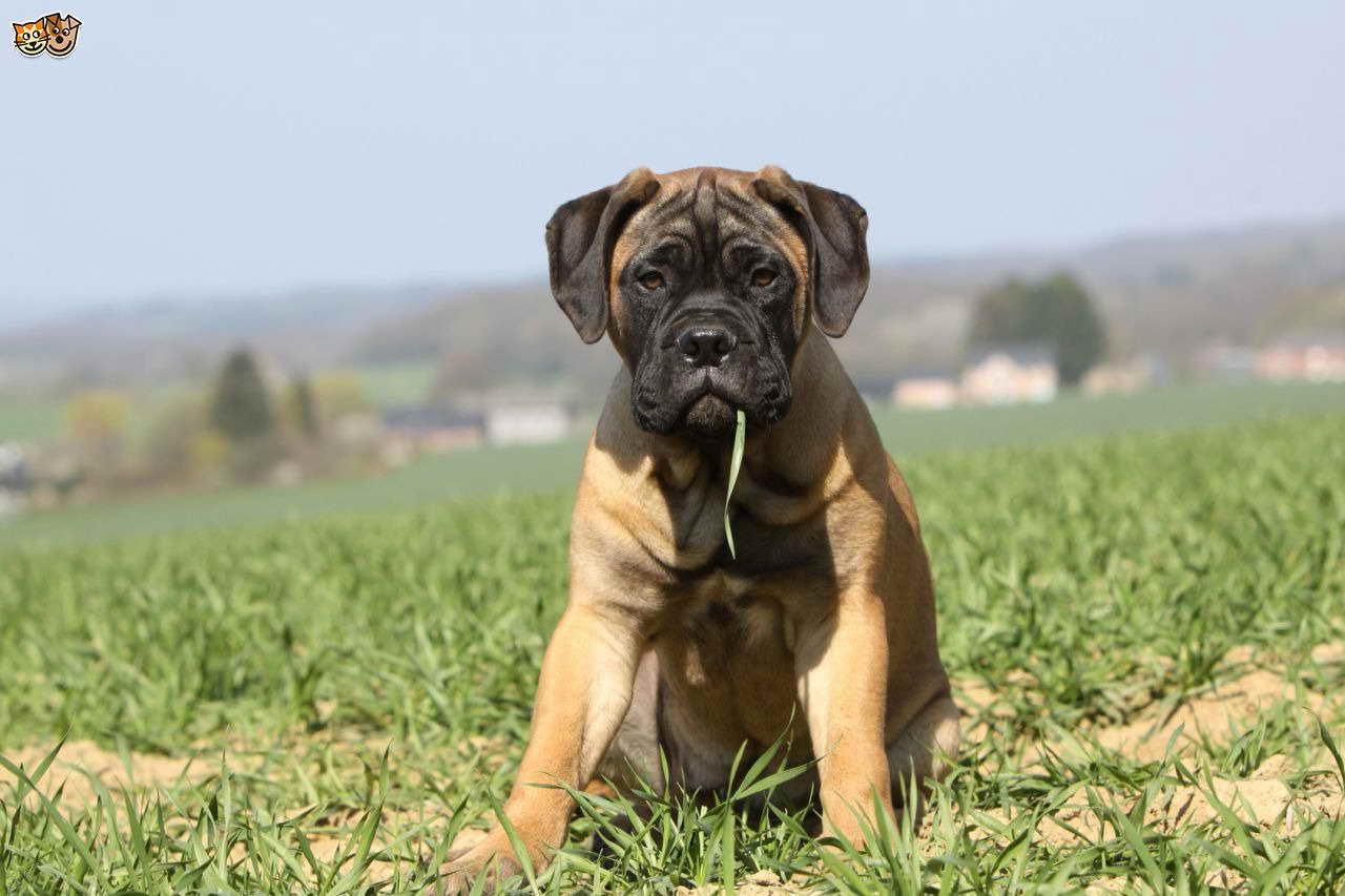 Bull Mastiff Dog Breed