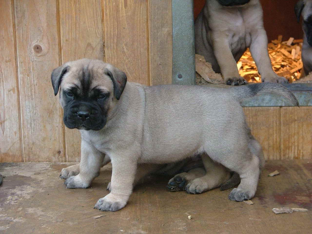 Bull Mastiff Dog Puppies