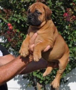 Bull Mastiff For Sale In Alabama