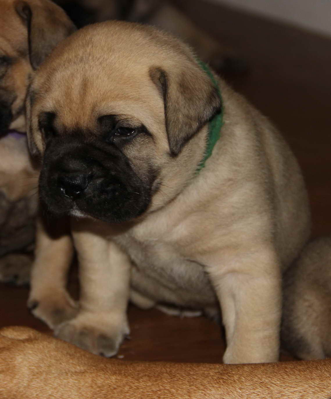 Bull Mastiff For Sale In California