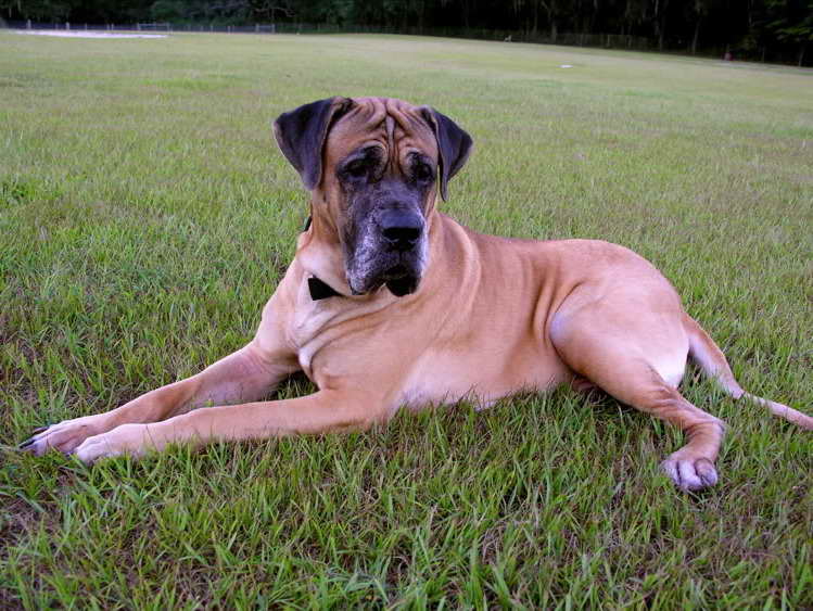 Great Dane Bullmastiff Mix Musings Of A Biologist And