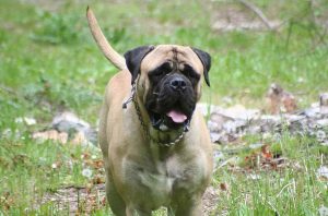 Bull Mastiff Great Dane Mix Puppies For Sale