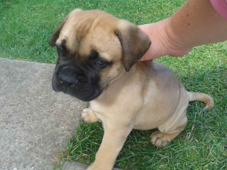 Bull Mastiff Pupies For Sale