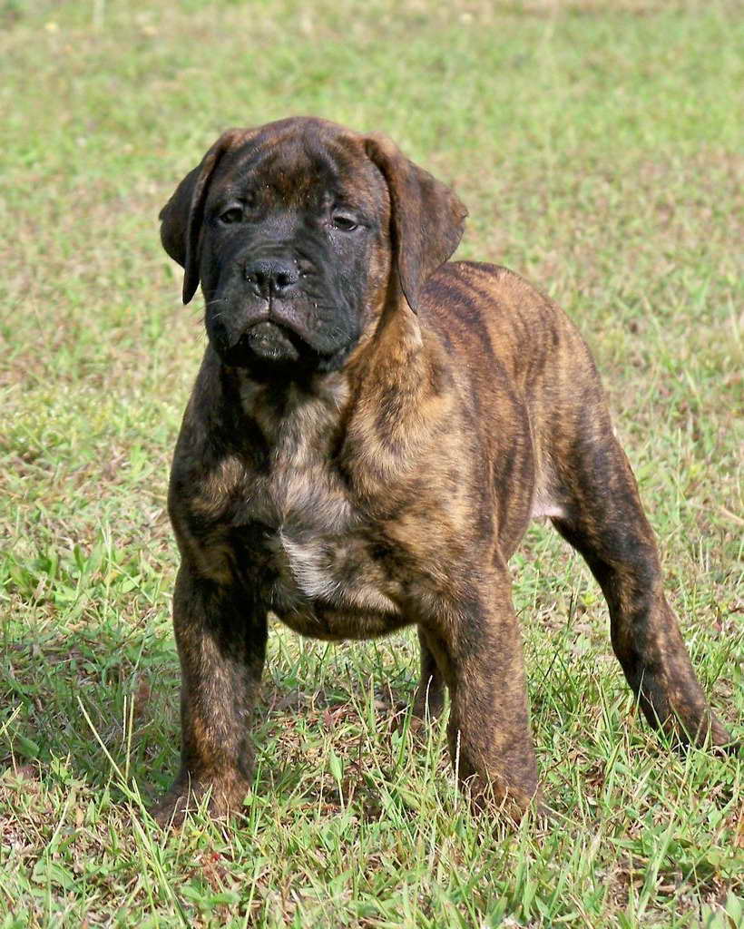 Bull Mastiff Puppies For Sale Florida