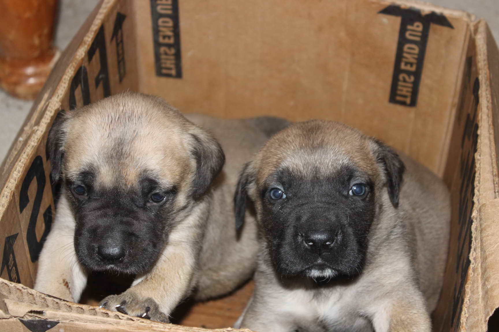 Bull Mastiff Puppies For Sale In Md | PETSIDI