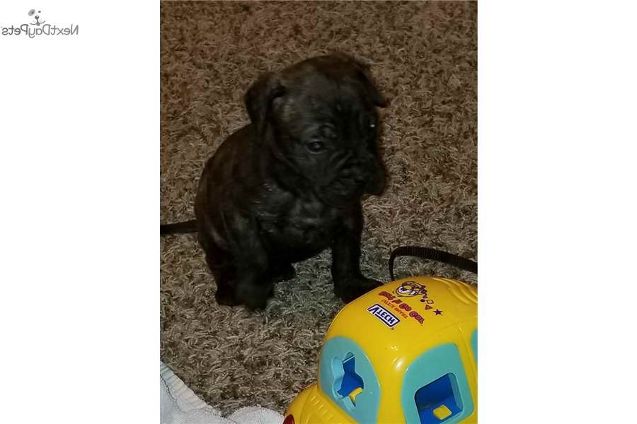 Bull Mastiff Puppies For Sale In Oklahoma