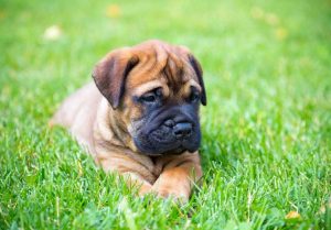 Bull Mastiff Puppy