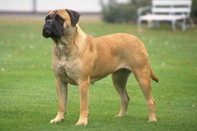 Bull Mastiff Pups For Sale