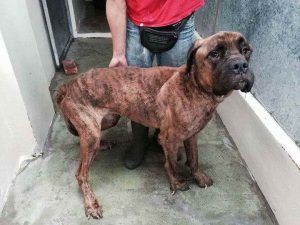 Bull Mastiff Rescue