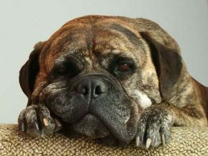 Bull Mastiff Rescue Northern California