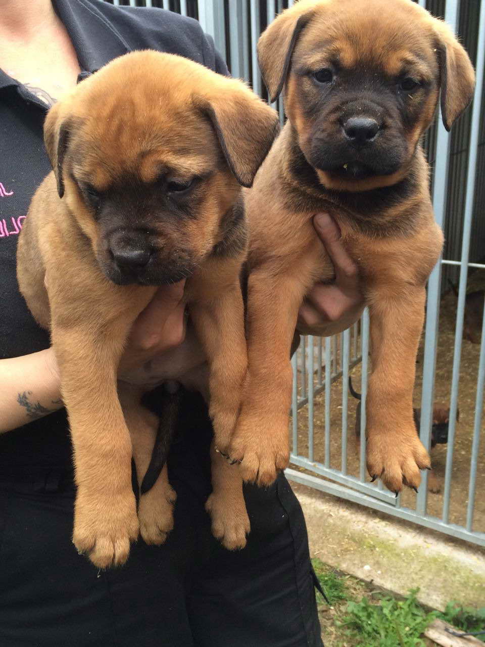 Bull Mastiff Rottweiler Mix Puppies For Sale PETSIDI
