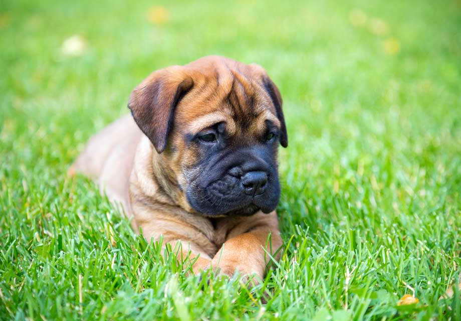 Bull Mastiff Sale