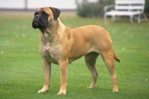 Bull Mastiff Sales