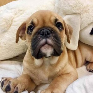Bull Pug Puppies