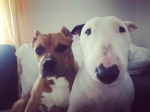 Bull Terrier And Pit Bull
