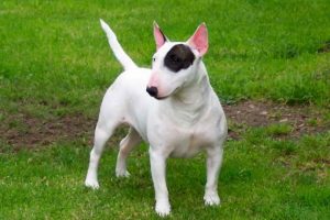 Bull Terrier Breeder