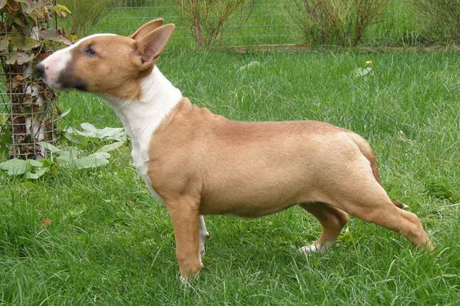 Bull Terrier Breeders Ga