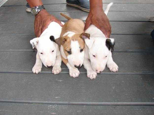 Bull Terrier Breeders In Pa