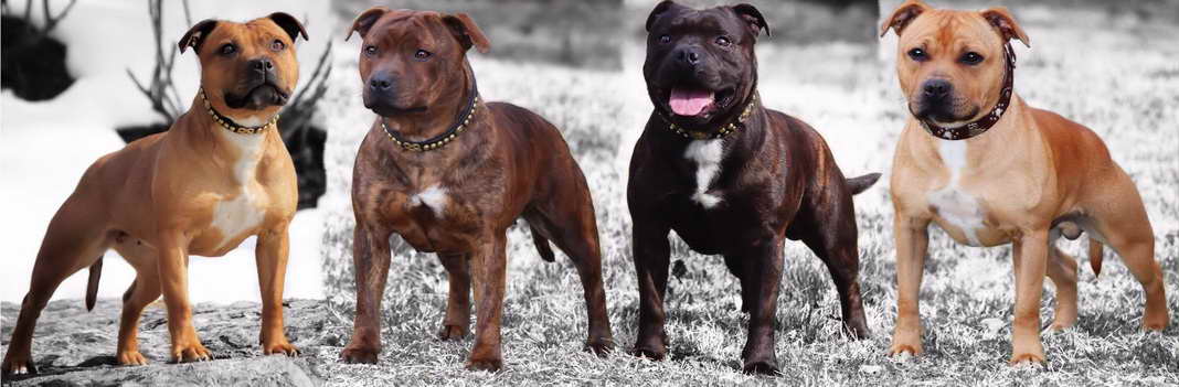 Bull Terrier Breeders Virginia