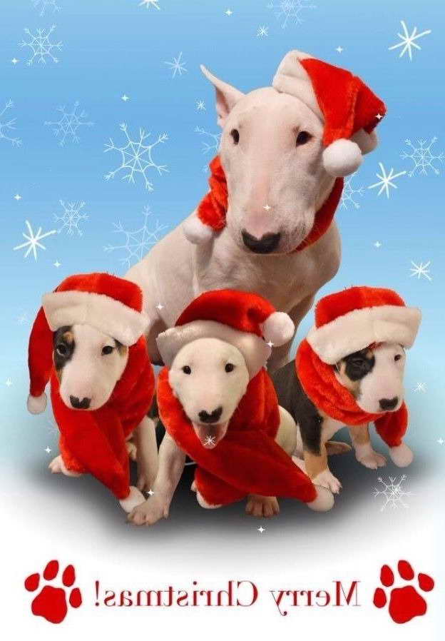 Bull Terrier Christmas