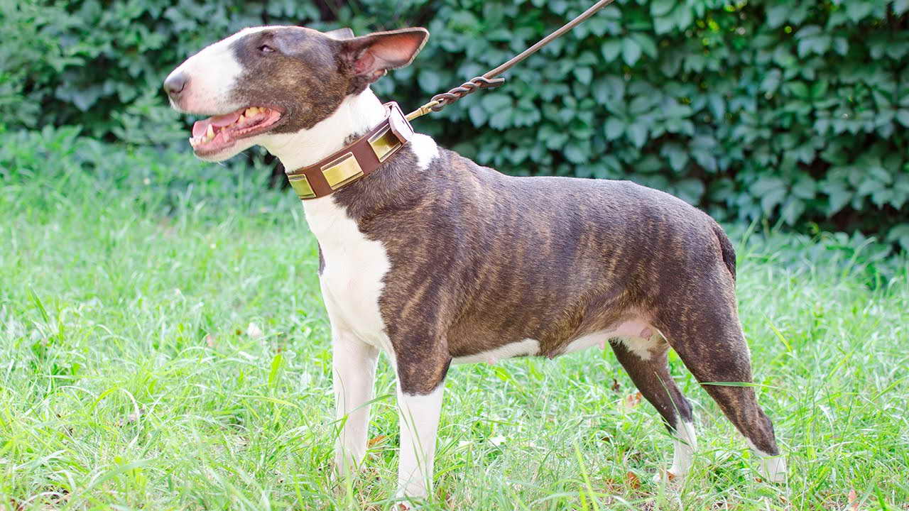 Bull Terrier Collar