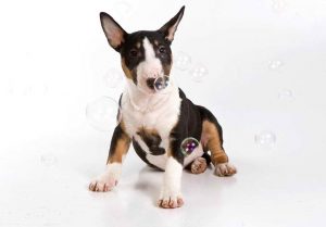 Bull Terrier Craigslist