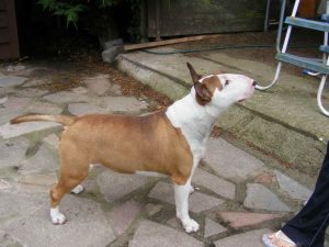 Bull Terrier Dog For Sale