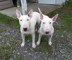 Bull Terrier For Sale Dallas Tx