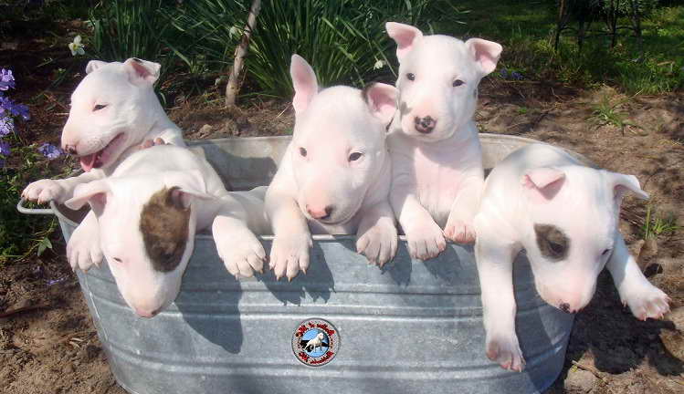 Bull Terrier For Sale In Nc