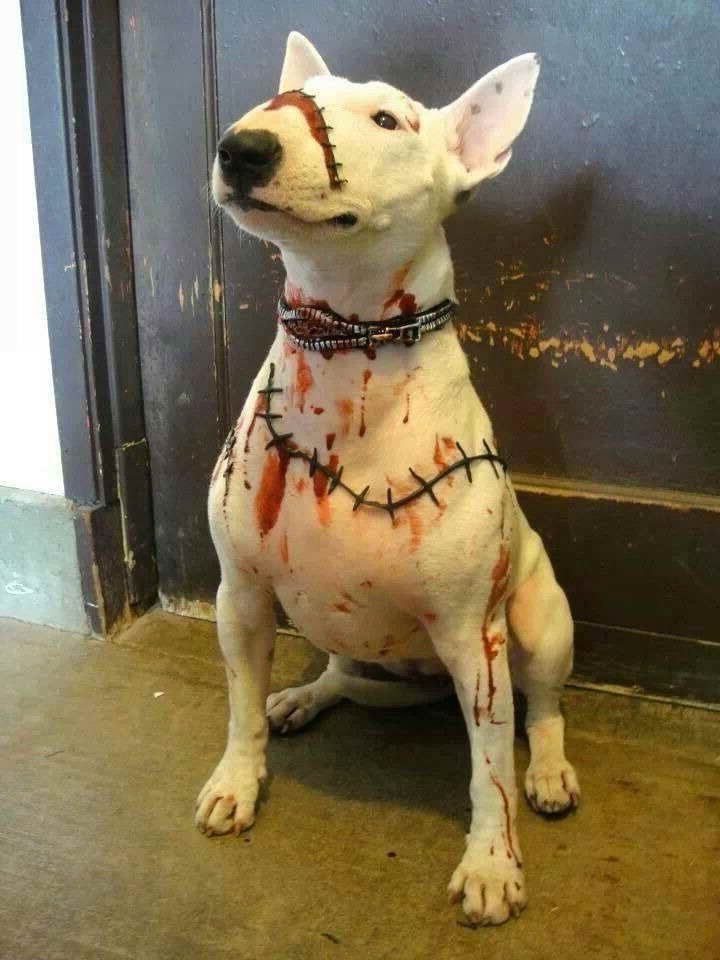 Bull Terrier Halloween Costume
